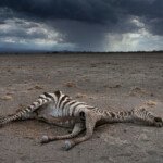 The carcass of a zebra near Kimana in southern Kenya. Access to water for drinking is not so much the issue - lack of rain has meant there is almost nothing for the animals to eat. Southern Kenya