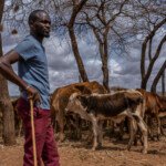 Patrick keteko feeds his cows suplementary hay
Lost 53 cows, 82 sheep
And 89 goats in 2 months. On average 5 are dying each day.
He’s 29 years old, graduated from High school and became a farmer pastoralist. He
Grows maize, beans tomatoes & onions, & pastoralist
He’s given up farming as wildlife is earring everything, and the remaining livestock are thin and unwell, they are depending on donated hay. The children are out of school for lack of fees.
His entire family now depends on his father, a jobless uneducated man to “hustle” and find funds for them to eat.