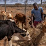 Patrick keteko feeds his cows suplementary hay
Lost 53 cows, 82 sheep
And 89 goats in 2 months. On average 5 are dying each day.
He’s 29 years old, graduated from High school and became a farmer pastoralist. He
Grows maize, beans tomatoes & onions, & pastoralist
He’s given up farming as wildlife is earring everything, and the remaining livestock are thin and unwell, they are depending on donated hay. The children are out of school for lack of fees.
His entire family now depends on his father, a jobless uneducated man to “hustle” and find funds for them to eat.