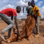 Men attempt to lift a starving cow to its feet in a Maasai communtiy near Imbirikani in southern Kenya. Cow belongs to Patrick keteko. Patrick feeds his cows suplementary hay
Lost 53 cows, 82 sheep
And 89 goats in 2 months. On average 5 are dying each day.
He’s 29 years old, graduated from High school and became a farmer pastoralist. He
Grows maize, beans tomatoes & onions, & pastoralist
He’s given up farming as wildlife is earring everything, and the remaining livestock are thin and unwell, they are depending on donated hay. The children are out of school for lack of fees.
His entire family now depends on his father, a jobless uneducated man to “hustle” and find funds for them to eat.