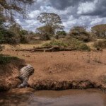 A zebra dead at a small stream near Kimana in southern Kenya. Some animals die as they finally reach water. Corpses litter many of the waterholes in the area.