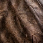 The sun dried skin of a dead imapla strestches across the rib cage. Most grazers are affected by the drought as forage becomes scarce. Predators and scavengers are less affected. Southern Kenya