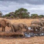 Elephant family at artifical waterholes created by lodges for tourists to view animals have become a lifeline to many species. Southern Kenya