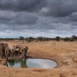Artifical waterholes created by lodges for tourists to view animals have become a lifeline to many species. Elephant family and male impala. Southern Kenya