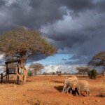 Elephants at artifical waterholes created by lodges for tourists to view animals have become a lifeline to many species. Southern Kenya