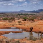 Artifical waterholes created by lodges for tourists to view animals have become a lifeline to many species. Serena Lodge, Kilanguni, Tsavo